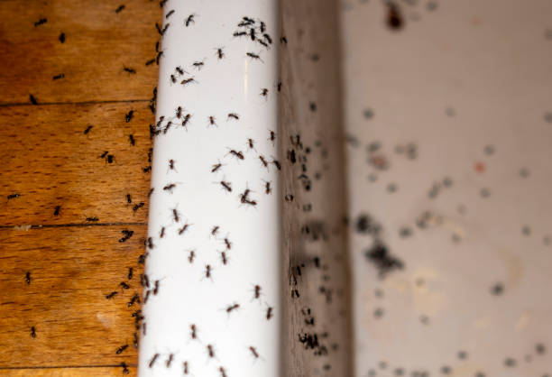 Best Affordable Pest Control Services  in Port St John, FL